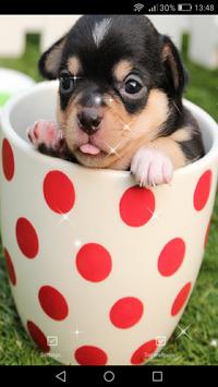 cute puppies live wallpaper apk download free cute puppies live wallpaper apk download free