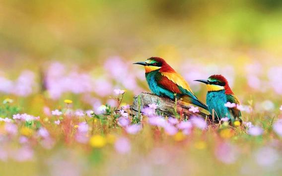 birds wild live wallpaper apk download free birds wild live wallpaper apk download free