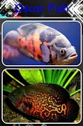 برنامه‌نما oscar fish عکس از صفحه