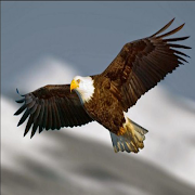 Eagle imagem de tela 2