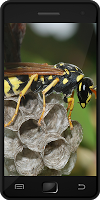 Wasps স্ক্রিনশট 1