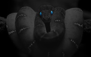 Snake Black HD Live Wallpaper screenshot 3
