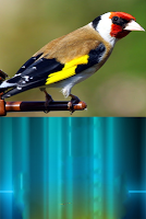 Teach Your Canary To Sing постер