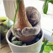 برنامه‌نما Crazy Cat عکس از صفحه