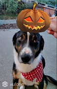 AR Pumpkin اسکرین شاٹ 3