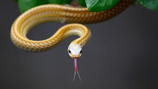 Exotic Snake পোস্টার