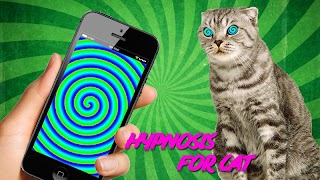 Real Hypnotizer For Cats Cartaz