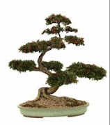 Bonsai Modeli Ekran Görüntüsü 1