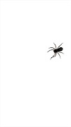 Spider Live Wallpaper Plakat