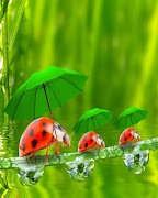 Ladybug Puzzle Game ภาพหน้าจอ 7
