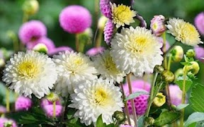 Poster Chrysanthemum