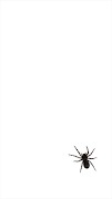 برنامه‌نما Spider Live Wallpaper عکس از صفحه
