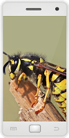 Wasps পোস্টার