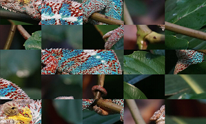 1 Schermata Tile Puzzles · Reptiles