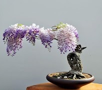 Tutorial Bonsai Lengkap screenshot 6