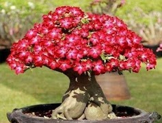 Bonsai Design اسکرین شاٹ 3