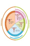 پوستر ovulation calculator