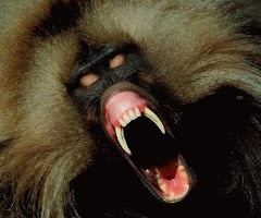 Angry Monkey Wallpaper 4K screenshot 3