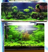 Aquascape screenshot 7