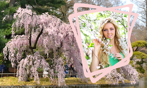 Sakura Photo Frames screenshot 3