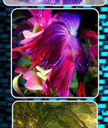 Betta Fish Contest ảnh chụp màn hình 7