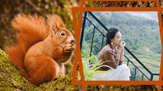 Khung ảnh động vật - Ghép ảnh động vật đẹp ảnh chụp màn hình 7