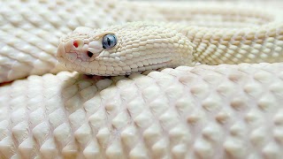 Exotic Snake captura de pantalla 1