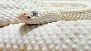 Exotic Snake скриншот 1