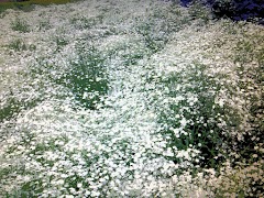 ZeroCam ảnh chụp màn hình 1