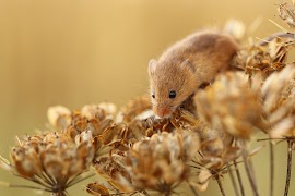 Mouse  Wallpaper اسکرین شاٹ 6