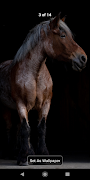Beautiful Horses 4K screenshot 1