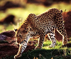 Cheetah Games screenshot 1