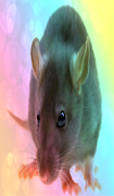 sonidos de rata captura de pantalla 1