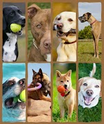 Grid Picture Frames screenshot 5