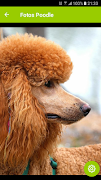 Poodle تصوير الشاشة 1