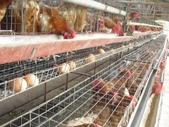 Poultry скриншот 4