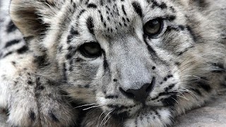 Ounce HD Live Wallpaper syot layar 1