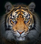 برنامه‌نما Tiger Background عکس از صفحه