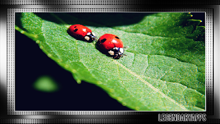 Ladybug Wallpaper 海报