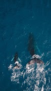 海洋動物のドキュメンタリー。 スクリーンショット 5