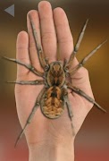 Spider On Hand. Scare Prank imagem de tela 1