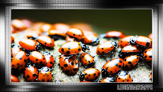 Ladybug Wallpaper 截图 2