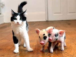 The Little Pig Live Wallpaper capture d'écran 2