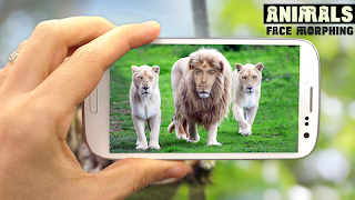 Animals Face Morphing poster