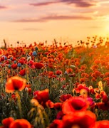 ISHQ DARD SE KHALI NAHI by Wajeeha Bukhari poster