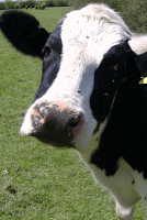 Farm Animal Sounds Learn 스크린샷 2