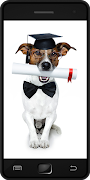 Dog Training Plakat