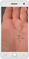 Fleas poster