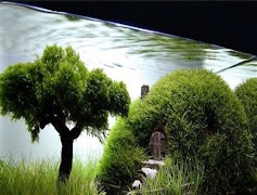 aquascape पोस्टर