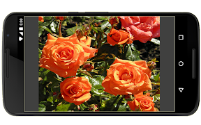 2 Schermata Tipi di rose